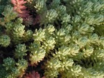 Sedum pallidum (1)