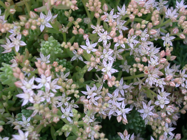 Sedum pallidum (2)