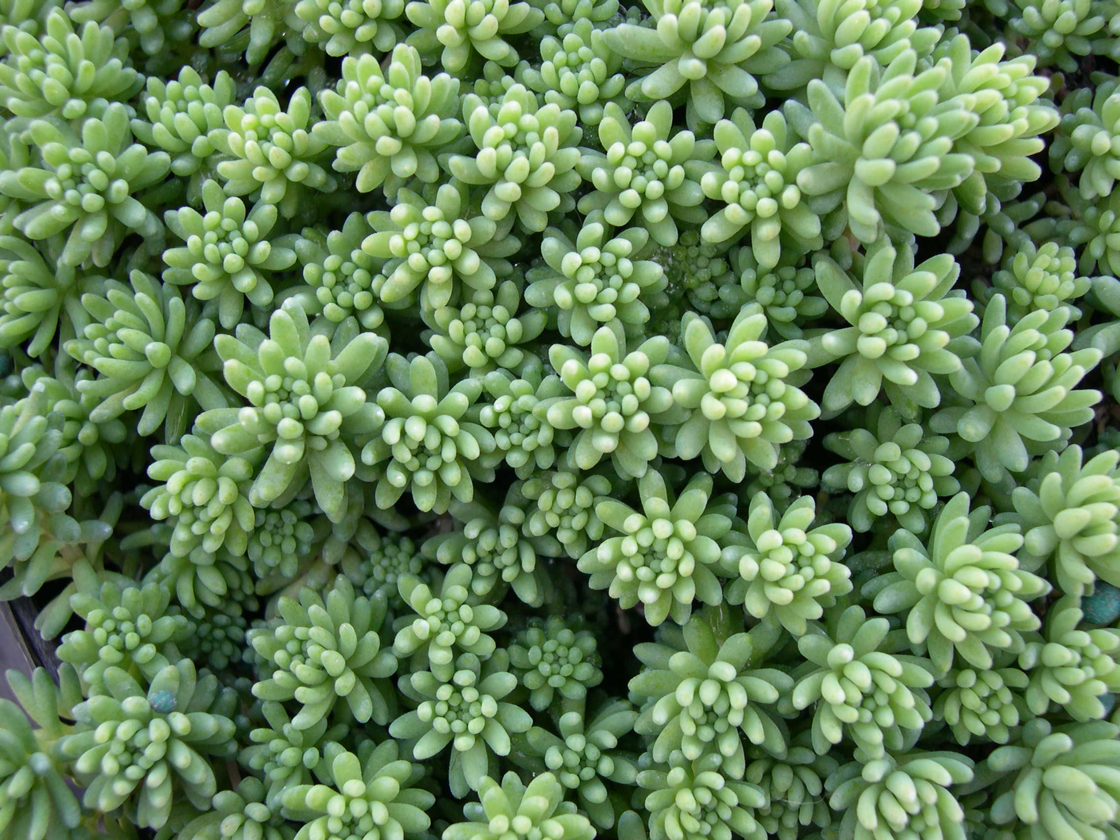 Sedum pallidum var. bithynicum (1)