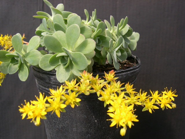 Sedum palmeri (1)