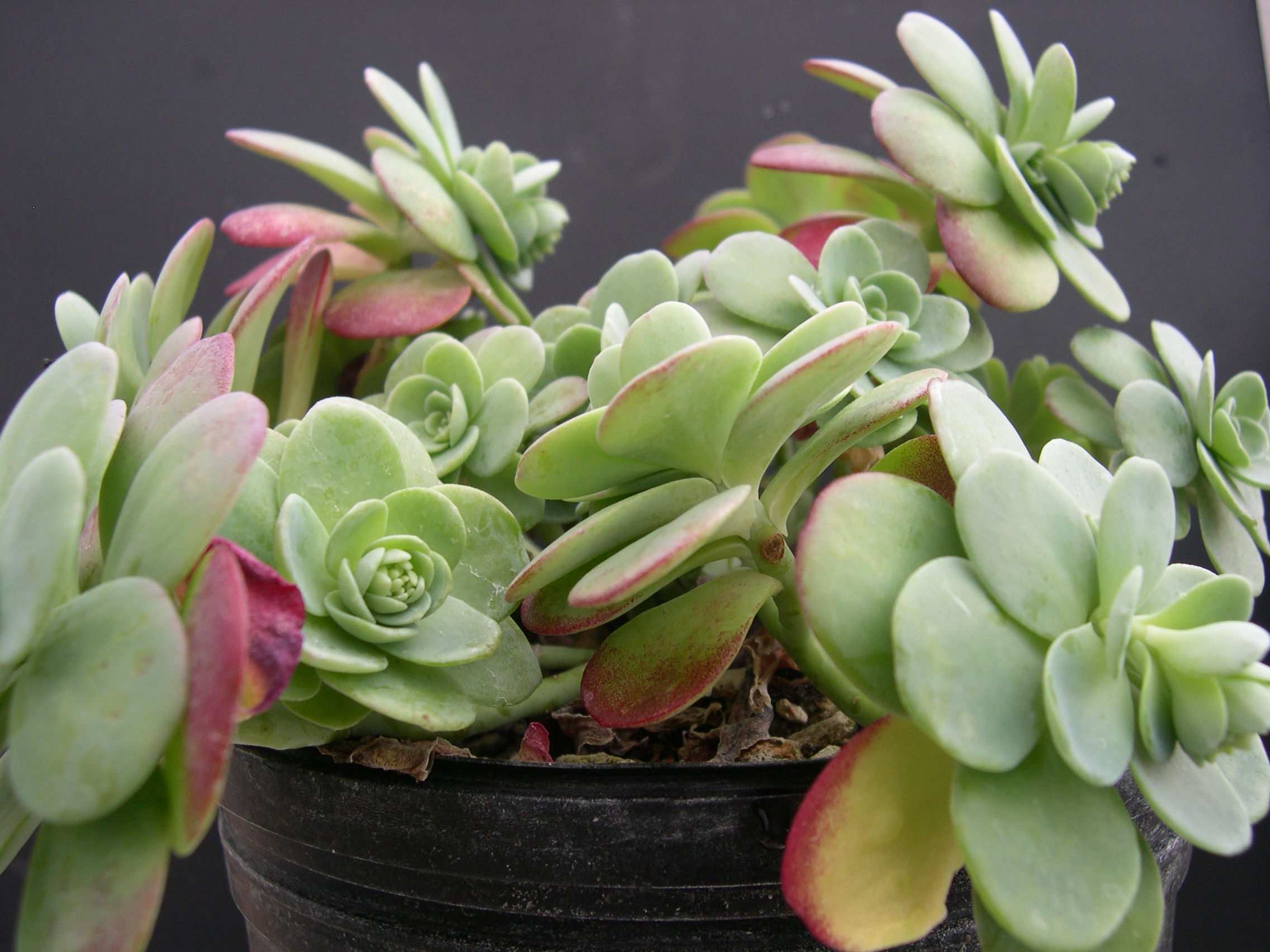 Sedum palmeri (2)