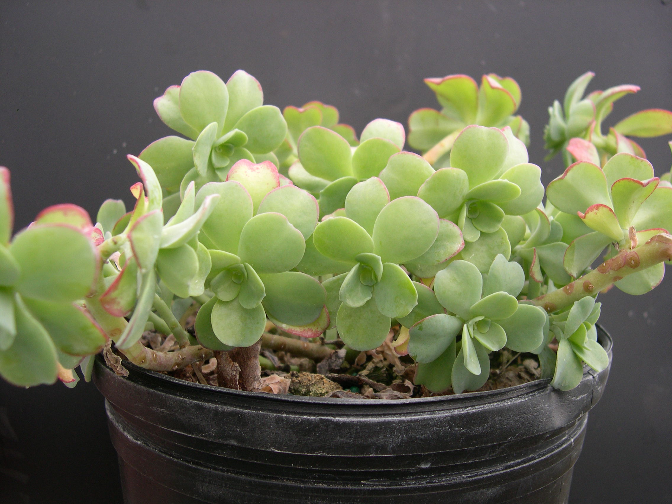 Sedum palmeri emarginatum