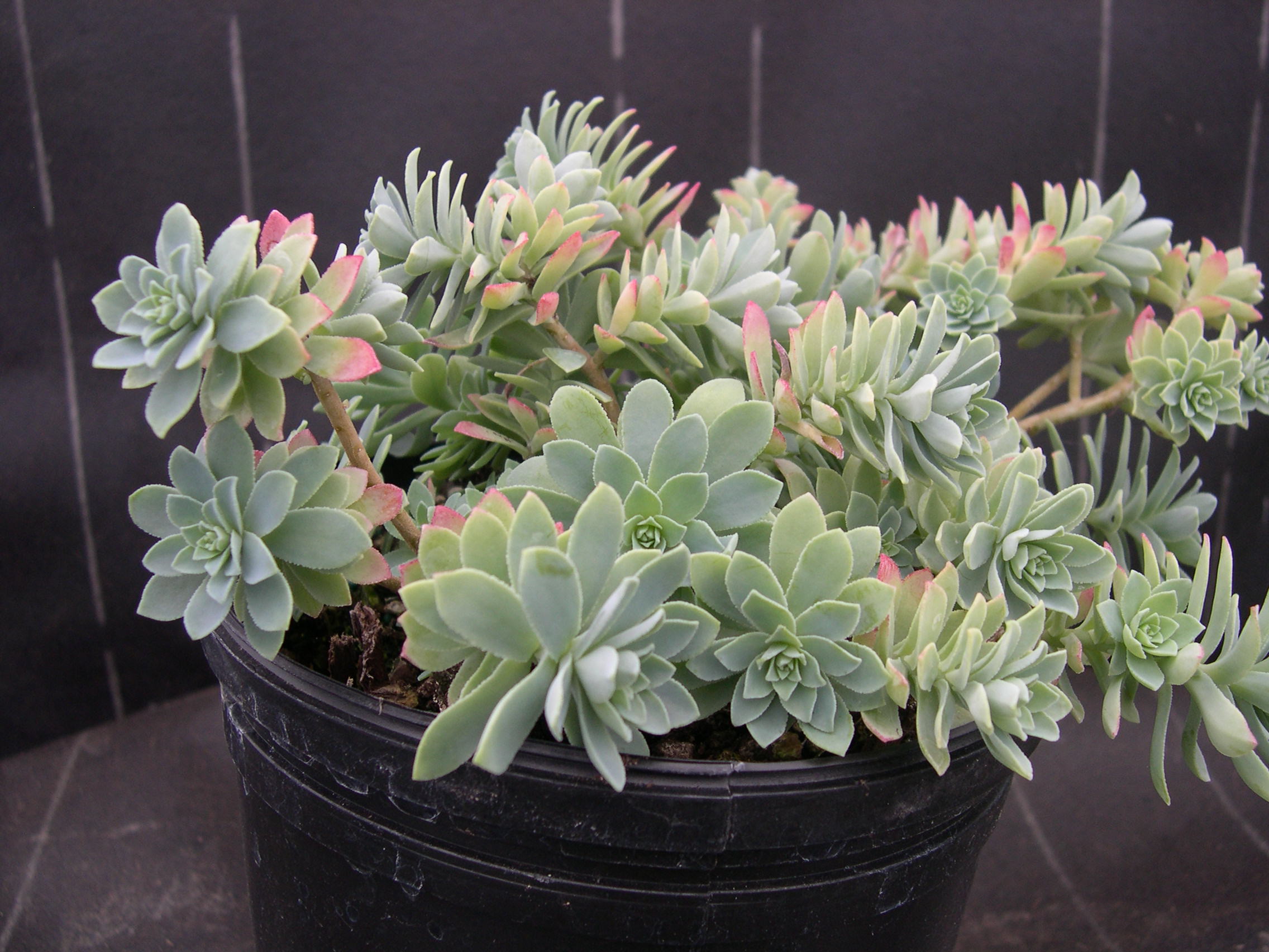 Sedum palmeri from Guatemala (2)