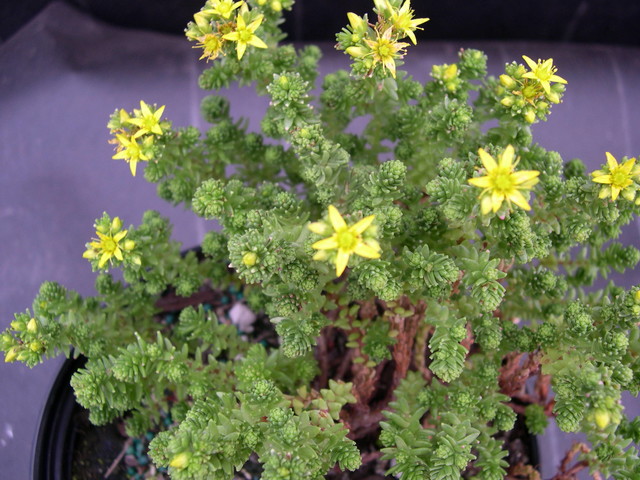 Sedum papillicaulum (2)