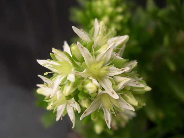 Sedum 'Pearson's Puzzle' (2)