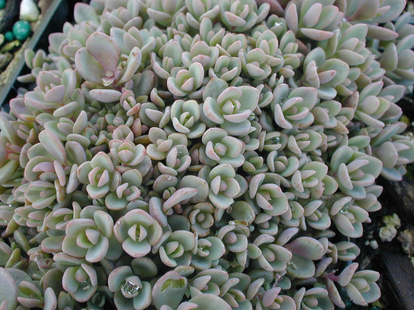 Sedum pluricaule ezawe (Island of Sakahilin compact form) [Hylotelephium pluricaule ezawae] (2)