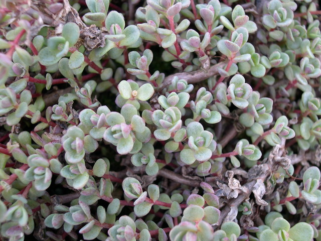 Sedum pluricaule ezawe (Island of Sakahilin) [Hylotelephium pluricaule ezawe]