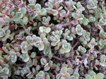 Sedum pluricaule ezawe (Island of Sakahilin) [Hylotelephium pluricaule ezawe]