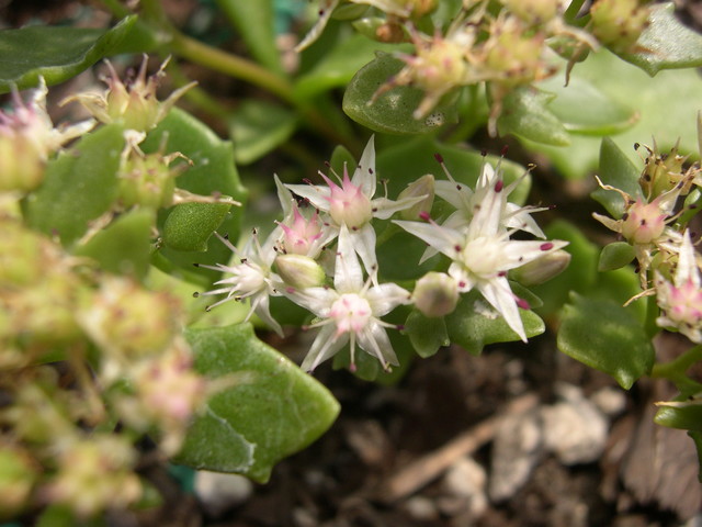 Sedum populifolium 'Janet Poor' [Hylotelephium populifolium 'Janet Poor']