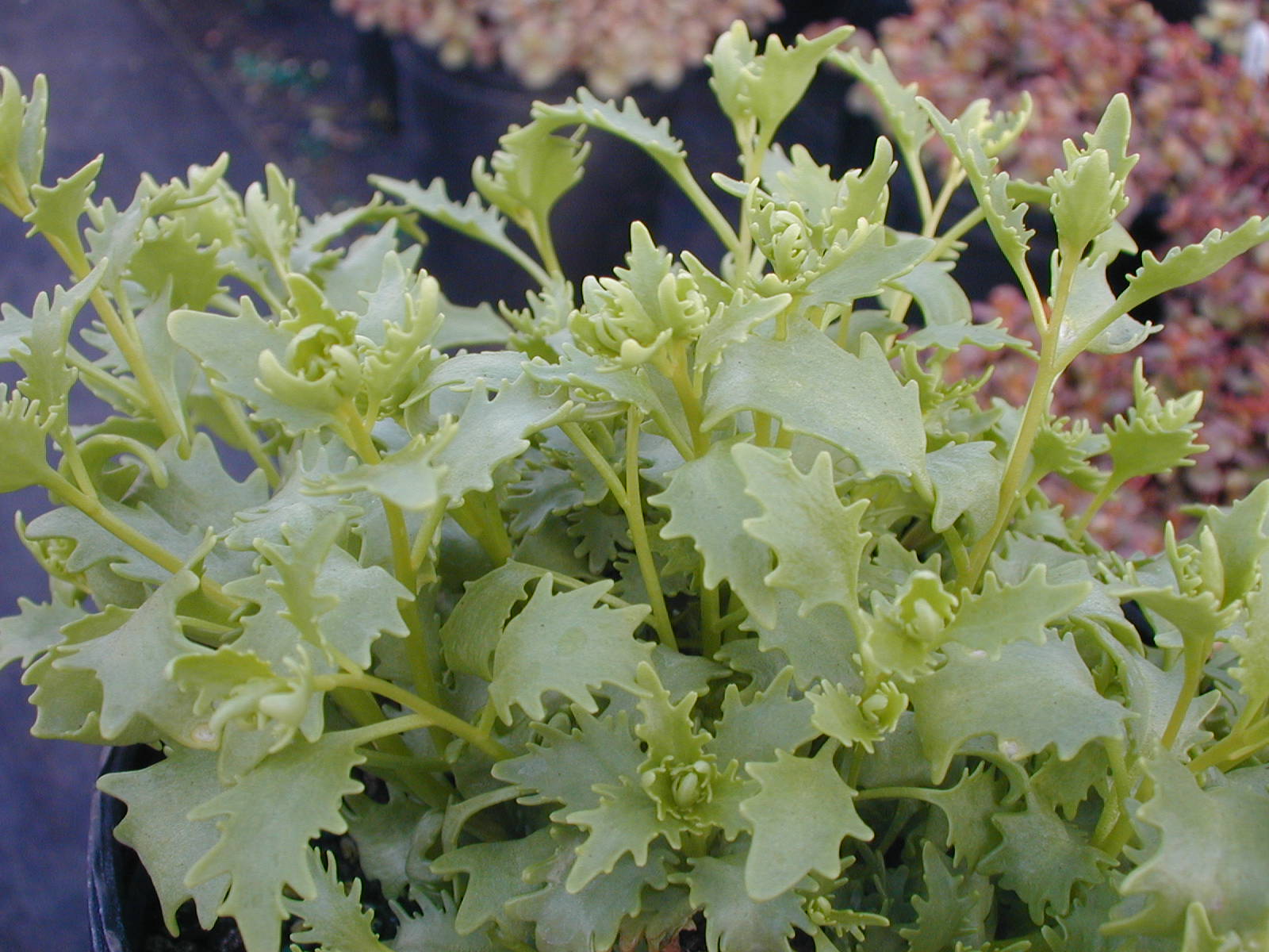 Sedum populifolium