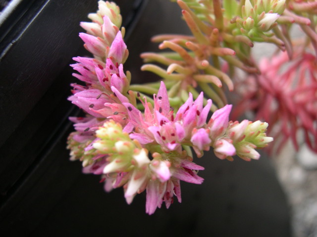 Sedum pulchellum (2)