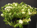 Sedum pulvinatum (1)