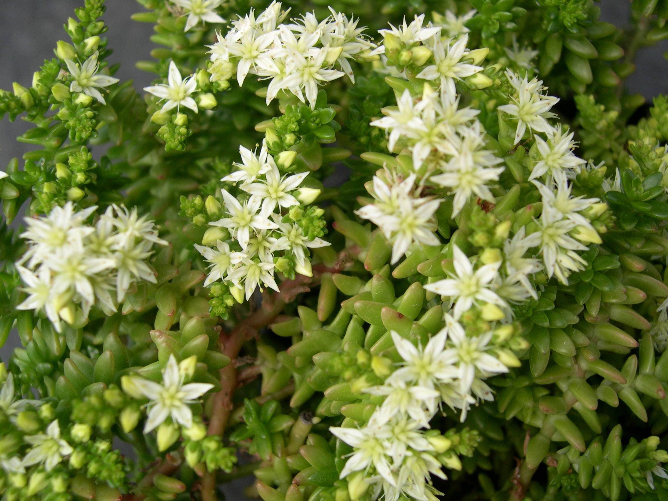 Sedum pulvinatum (2)