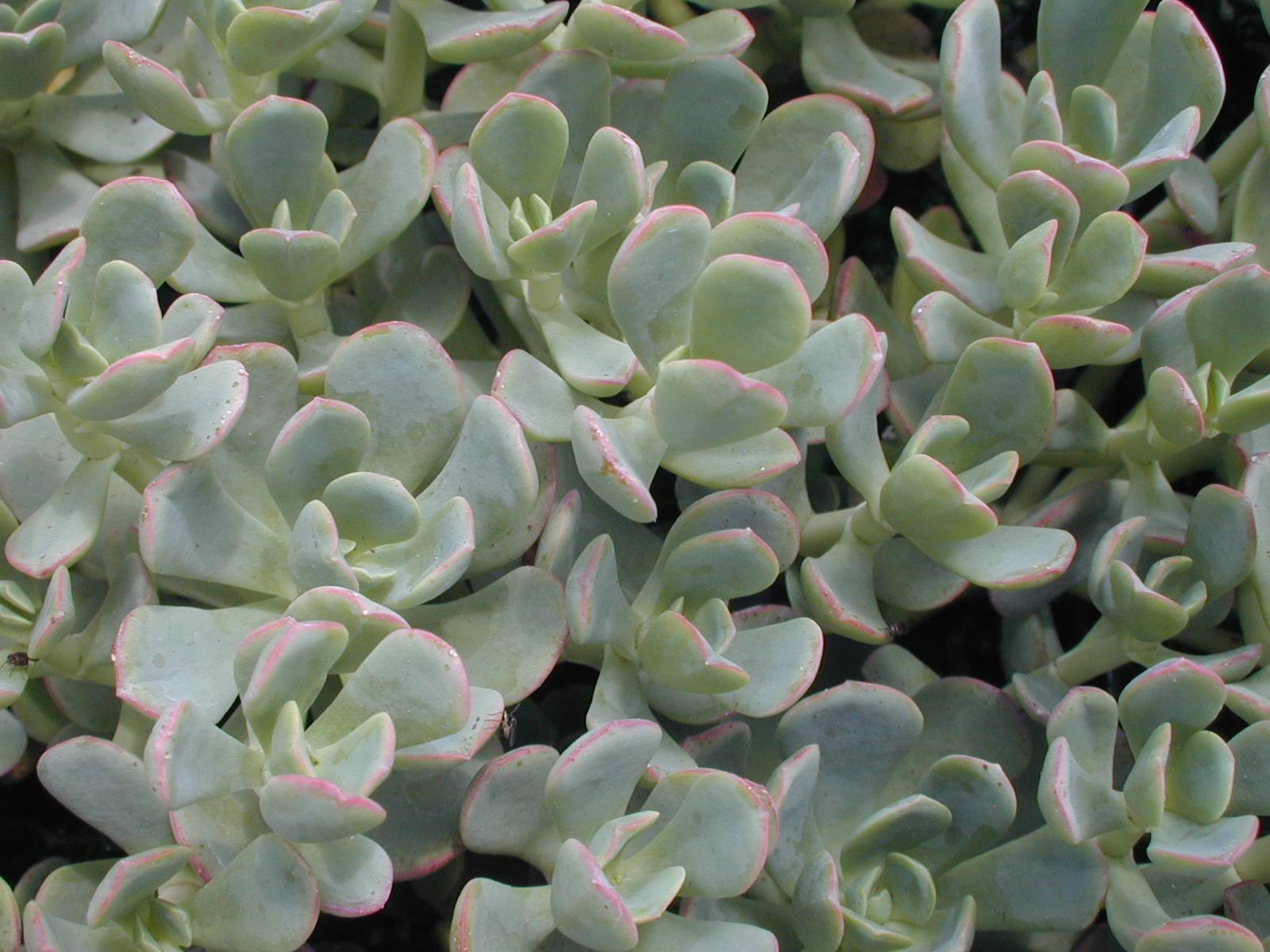 Sedum obtusatum ?(2)