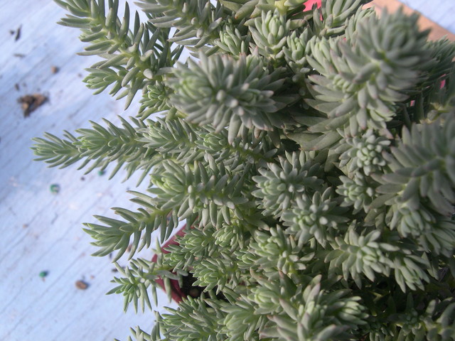 Sedum rupestre 'Blue Spruce' [Petrosedum rupestre 'Blue Spruce'] (1)