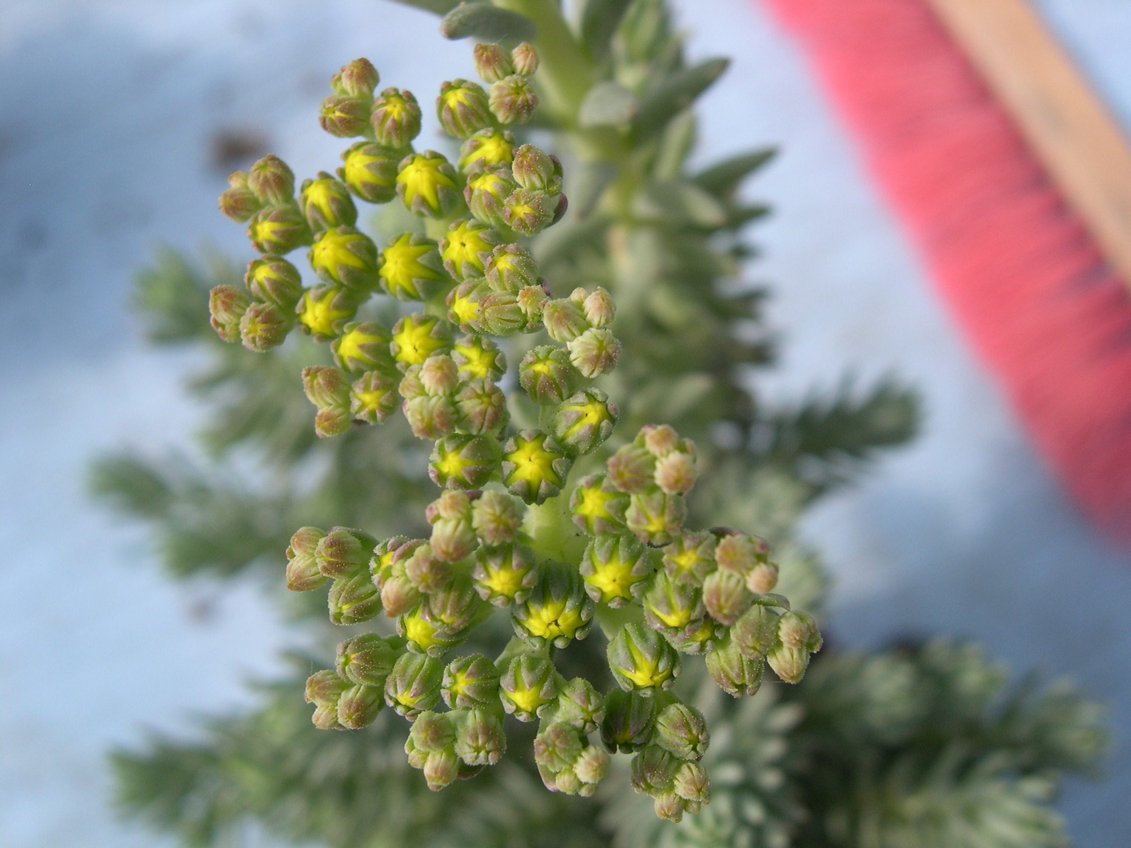 Sedum rupestre 'Blue Spruce' [Petrosedum rupestre 'Blue Spruce'] (2)