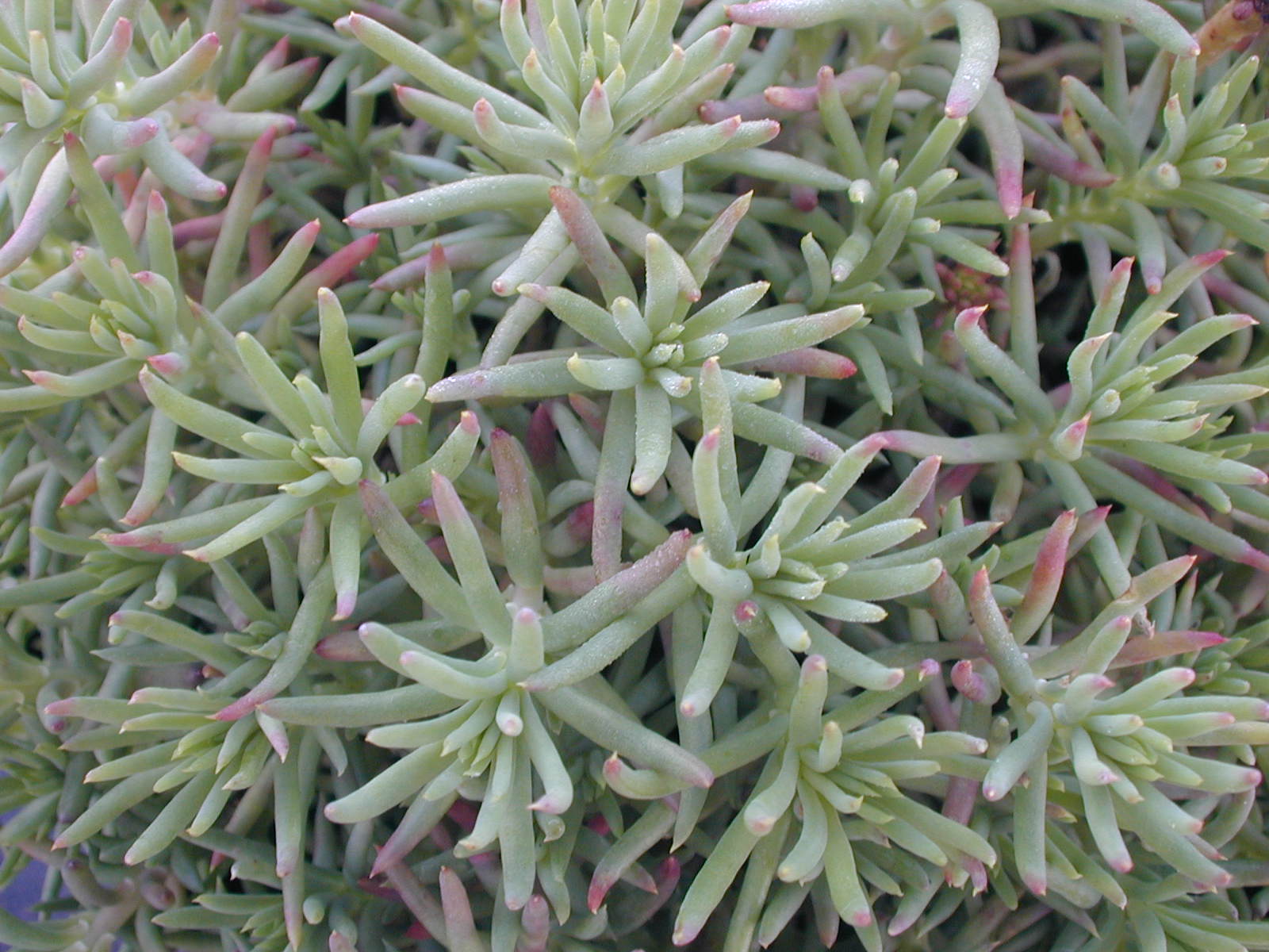 Sedum rupestre 'Sandy's Silver Crest' [Petrosedum rupestre 'Sandy's Silver Crest']