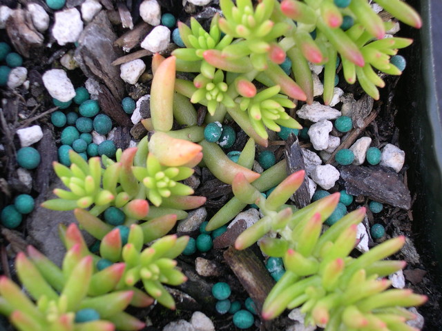 Sedum reptans