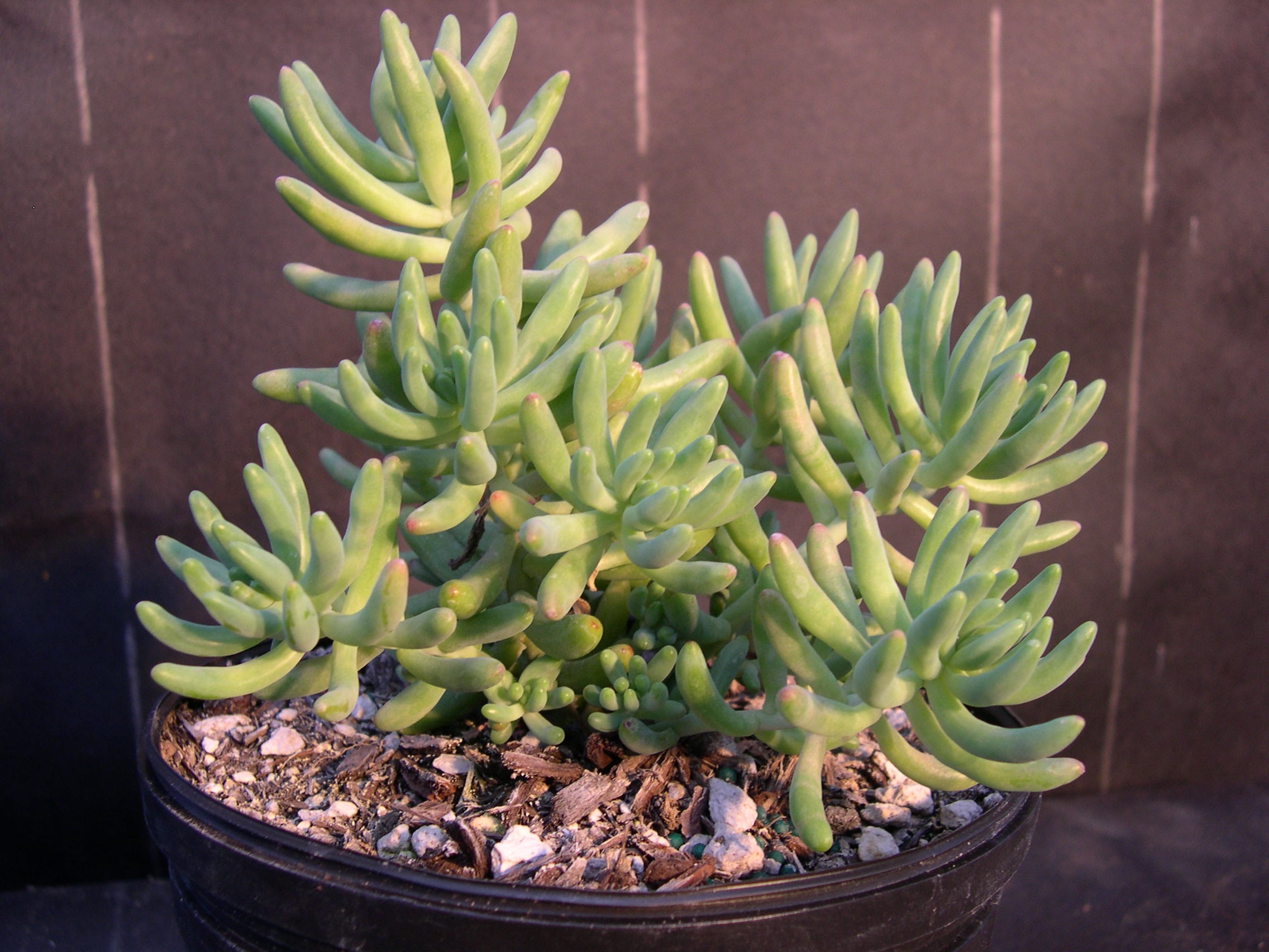 Sedum Ron Evans (1)