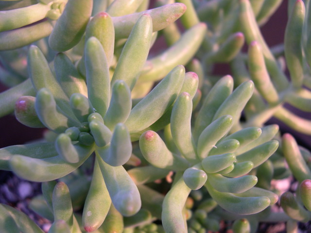 Sedum Ron Evans (2)