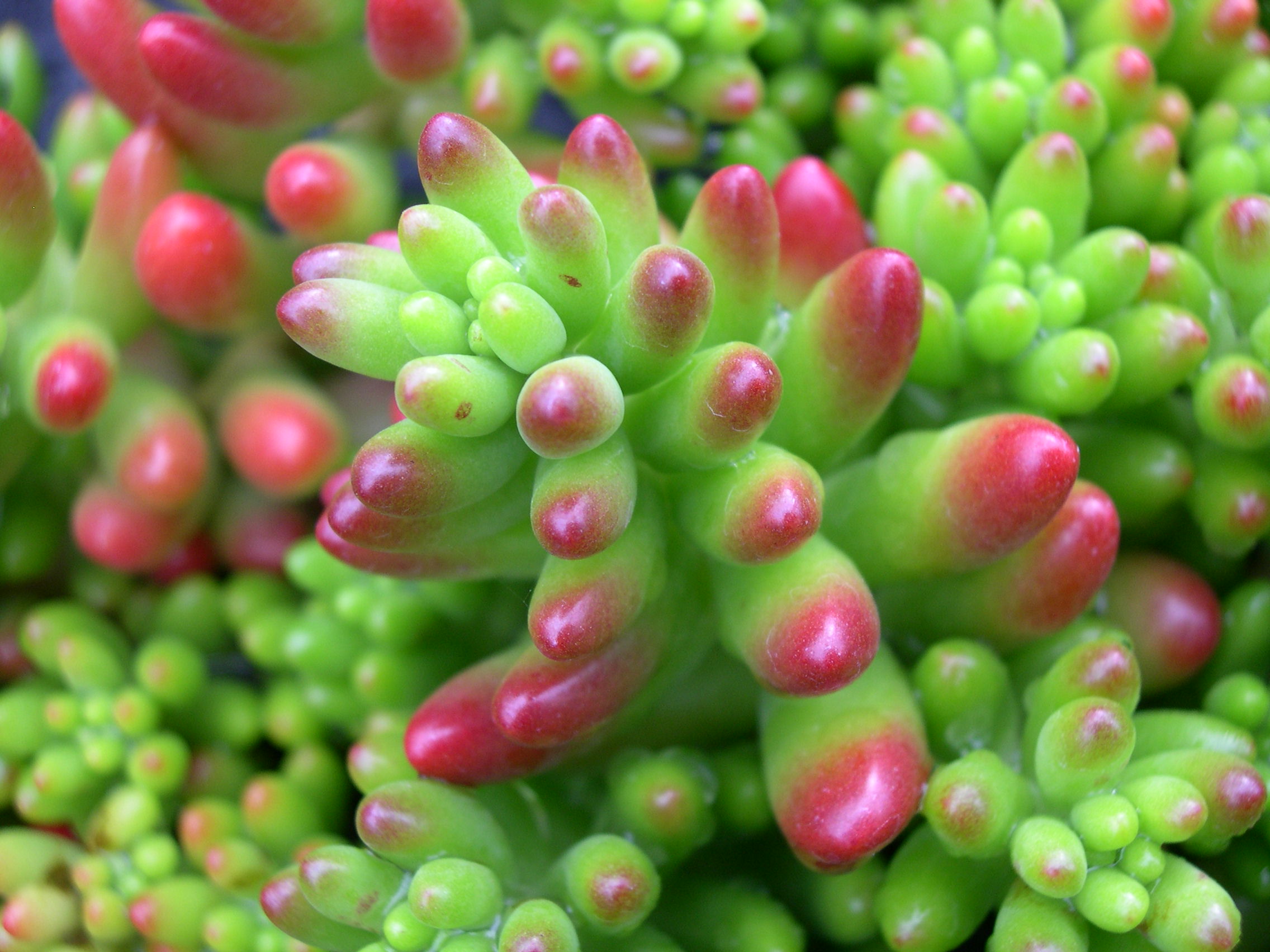 Sedum rubrotinctum (1)