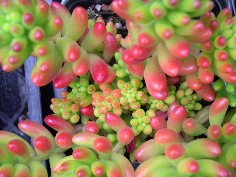 Sedum rubrotinctum (2)