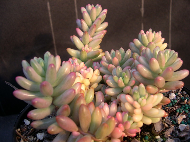 Sedum rubrotinctum 'Aurora' (1)