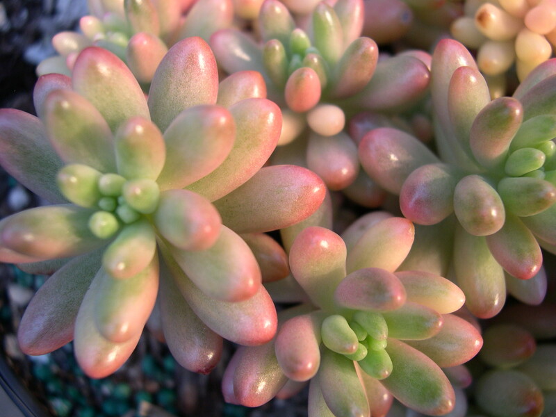 Sedum rubrotinctum 'Aurora' (2)