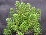 Sedum rubrotinctum dwarf (1)