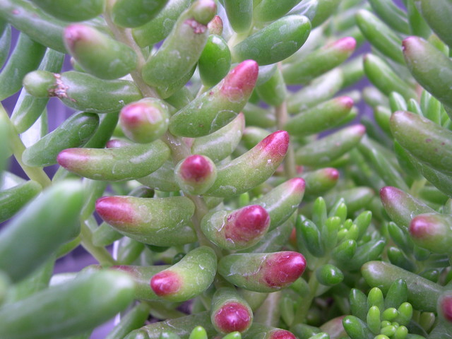 Sedum rubrotinctum dwarf (2)