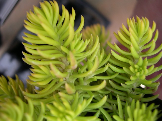 Sedum rupestre 'Angelina' [Petrosedum rupestre 'Angelina']