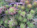 Sedum rupestre 'Sea Gold' [Petrosedum rupestre 'Sea Gold'] (1)