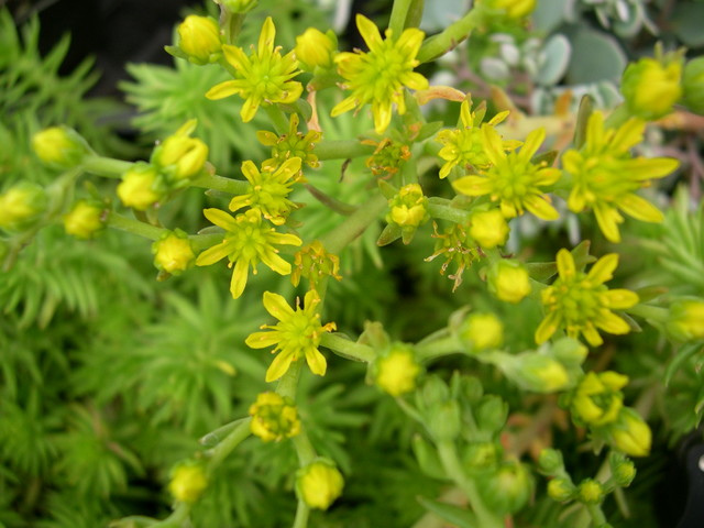 Sedum rupestre 'Sea Gold' [Petrosedum rupestre 'Sea Gold'] (2)