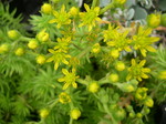 Sedum rupestre 'Sea Gold' [Petrosedum rupestre 'Sea Gold'] (2)