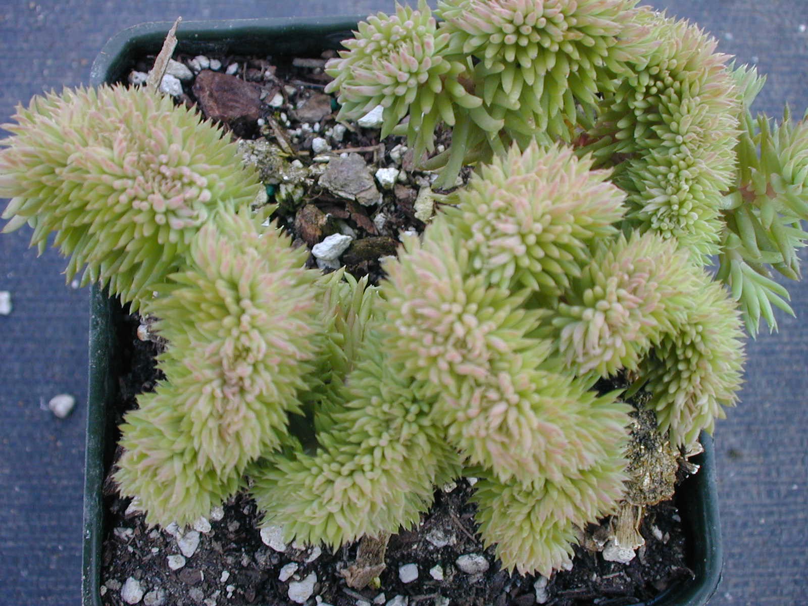 Sedum rupestre 'Wayne's Brain' [Petrosedum rupestre 'Wayne's Brain'] (1)