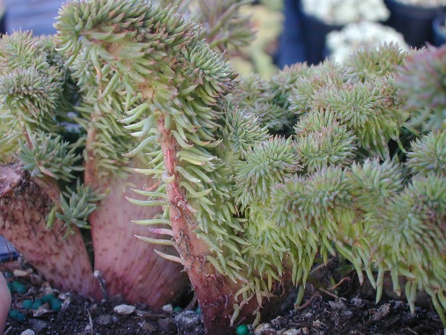 Sedum rupestre 'Wayne's Brain' [Petrosedum rupestre 'Wayne's Brain'] (2)