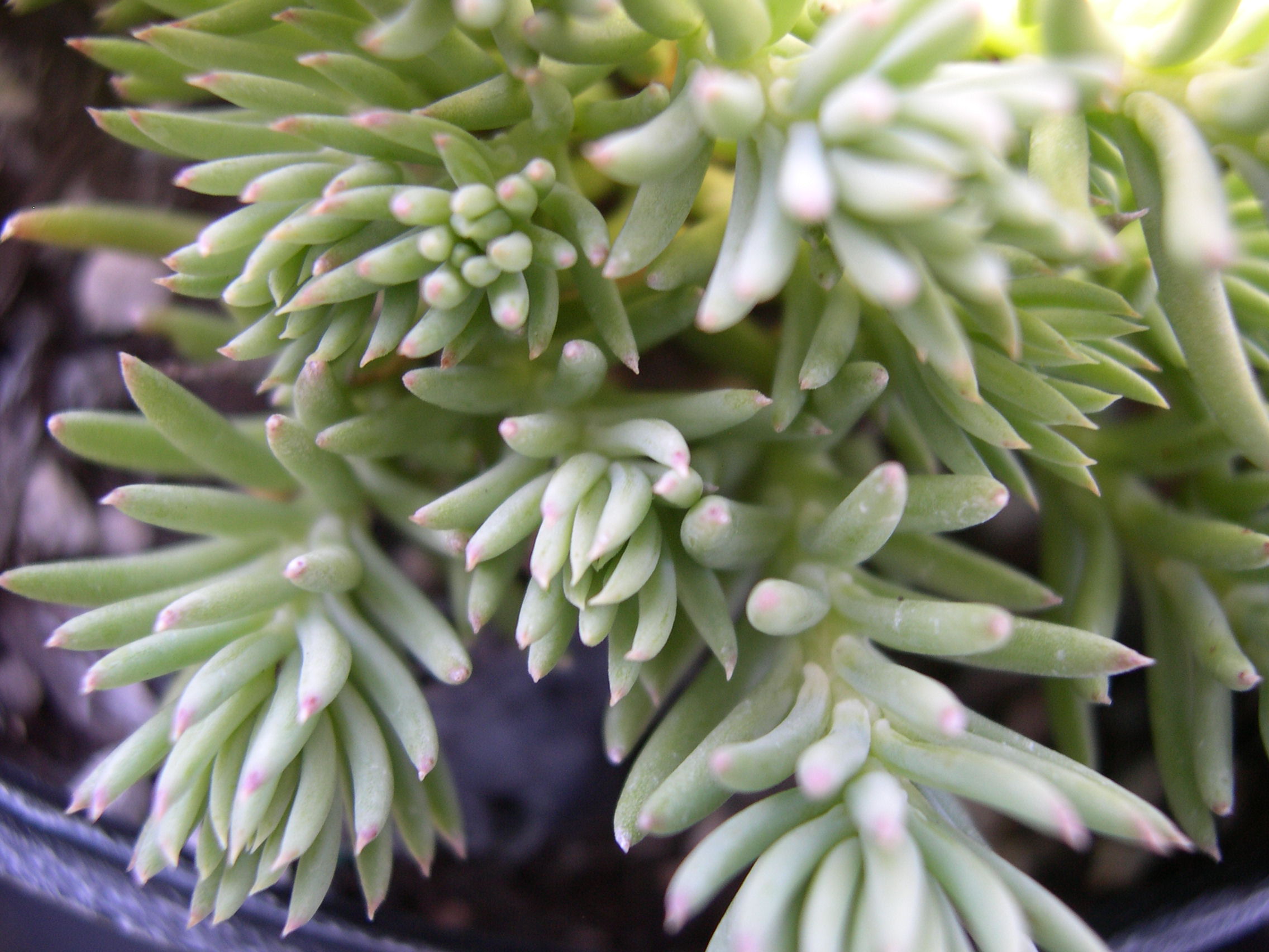 Sedum rupestre [Petrosedum rupestre] (1)