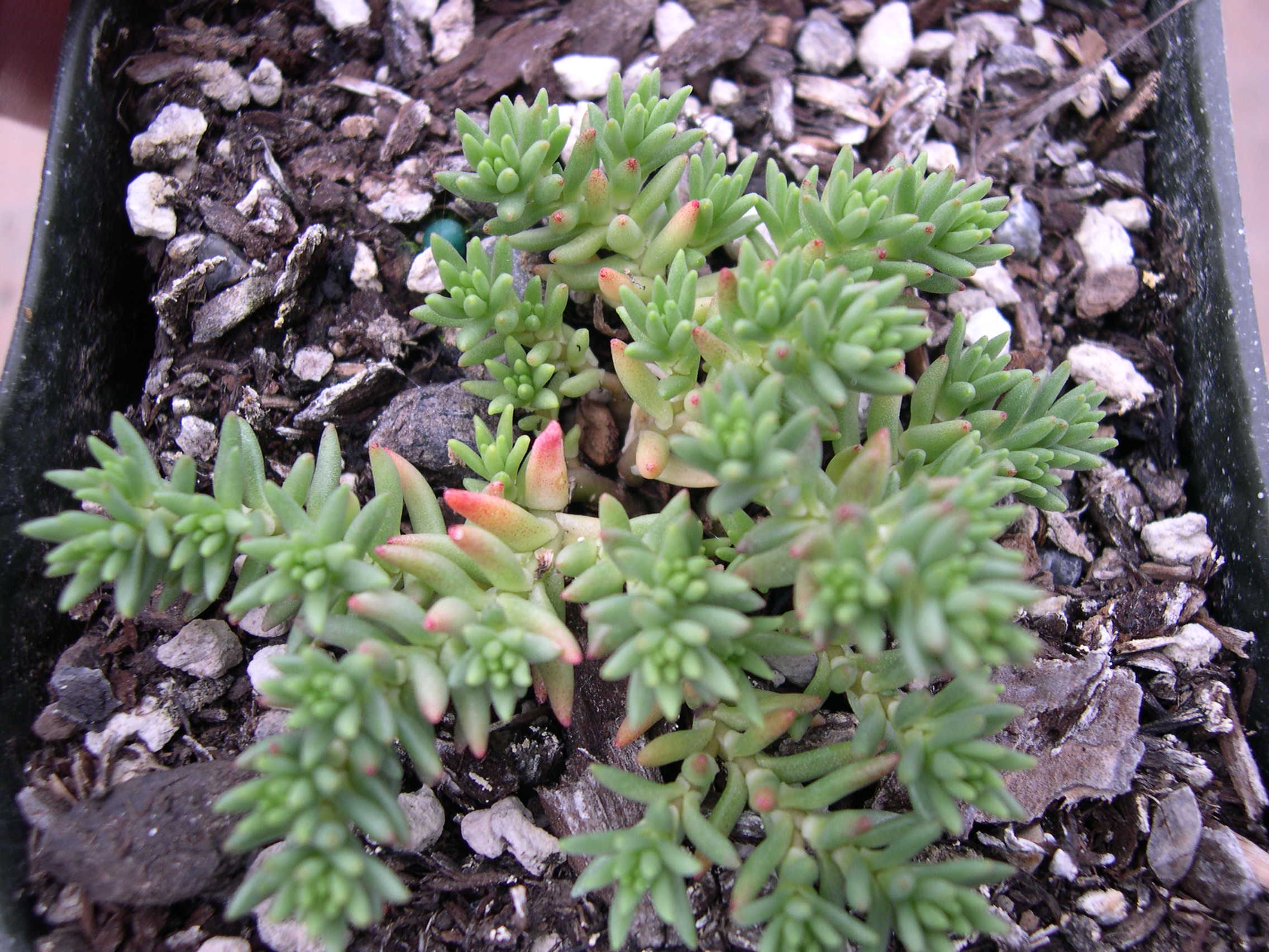 Sedum rupestre viride [Petrosedum rupestre viride]