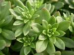 Sedum rupifragum [Sedum hakonense] (1)