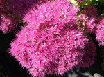 Sedums (S)