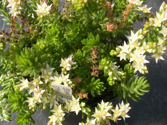 Sedum 'Spiral Staircase'  (2)