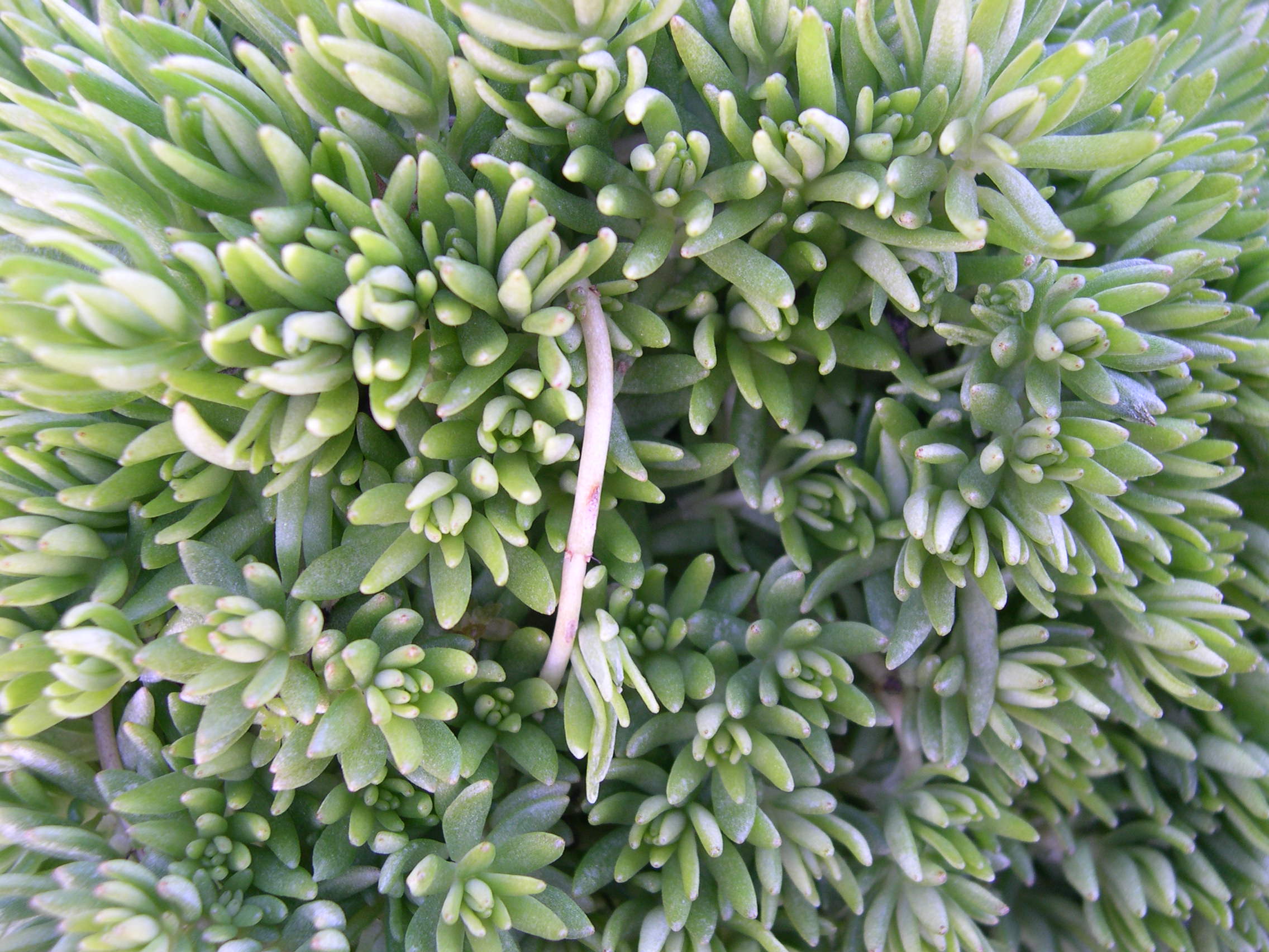 Sedum sarmentosum 'Iijima'