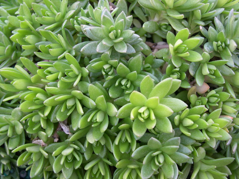 Sedum sarmentosum