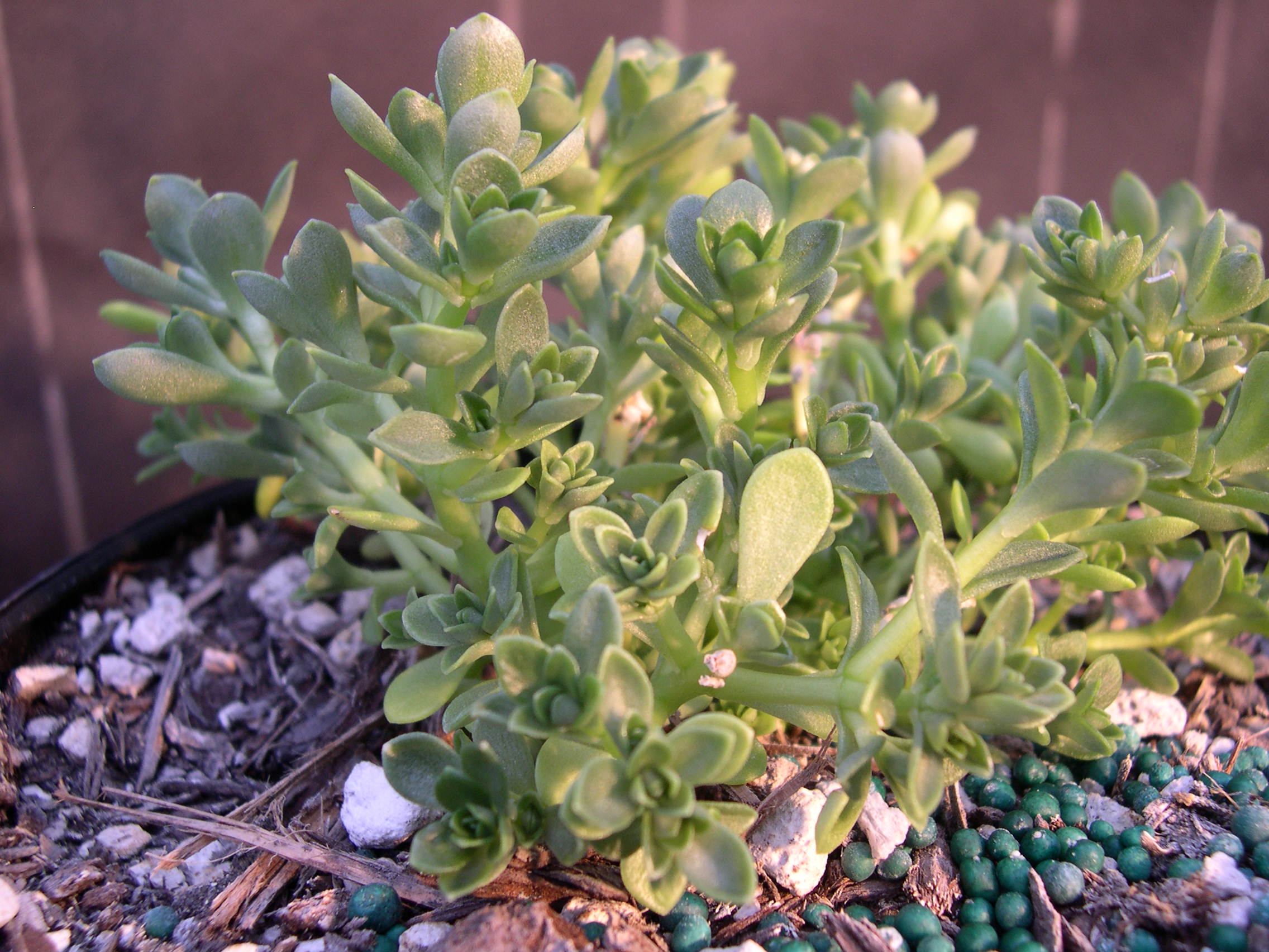 Sedum satumense (1)