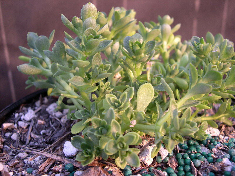 Sedum satumense (1)