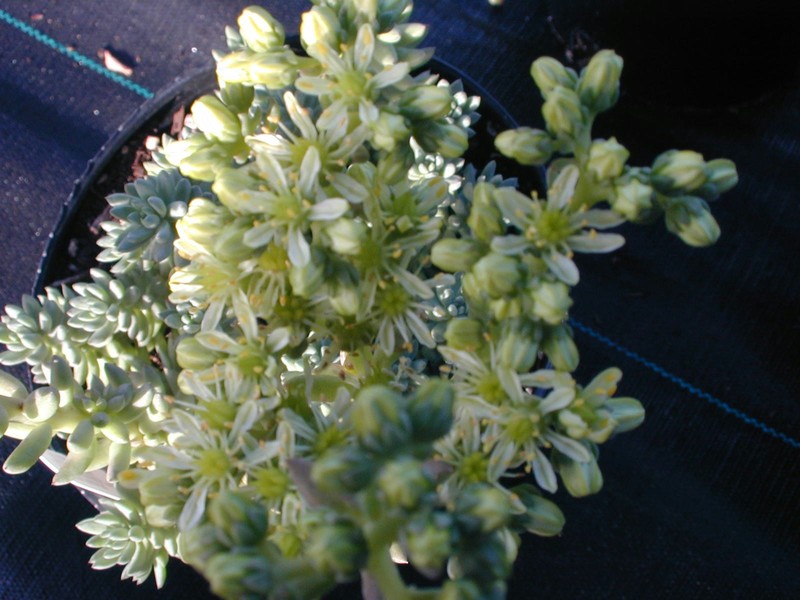 Sedum sediforme (large form) [Petrosedum sediforme, large form] (1)