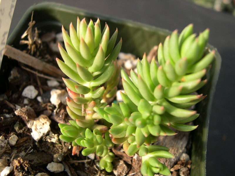 Sedum affin sediforme dianum [Petrosedum sediforme dianum] (Mallorca)(1)