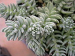 Sedum sediforme [Petrosedum sediforme] (1)