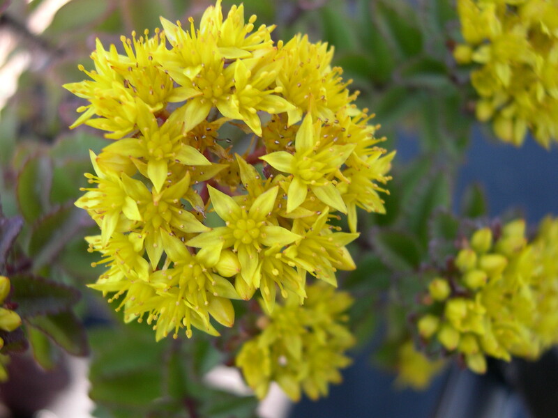 Sedum selskianum [Phedimus selskianus] (1)