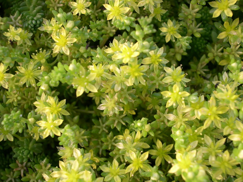 Sedum sexangulare 'Weisse Tatra' (2)